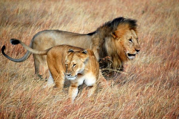 南アの国立公園内から14頭ものライオンが脱走、住民に警戒が呼び掛けられる