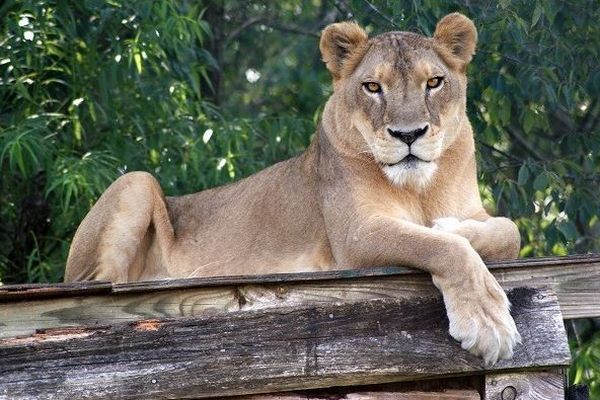 米の保護施設にいたライオン、激しい暑さの影響で死亡