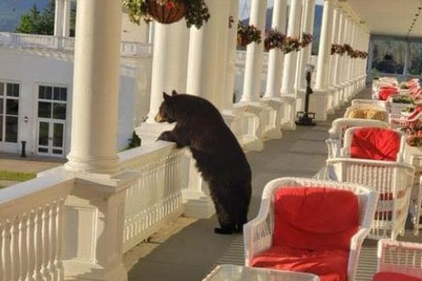 「朝日がきれいだなあ」ホテル内でクマが景色を眺める写真が話題に