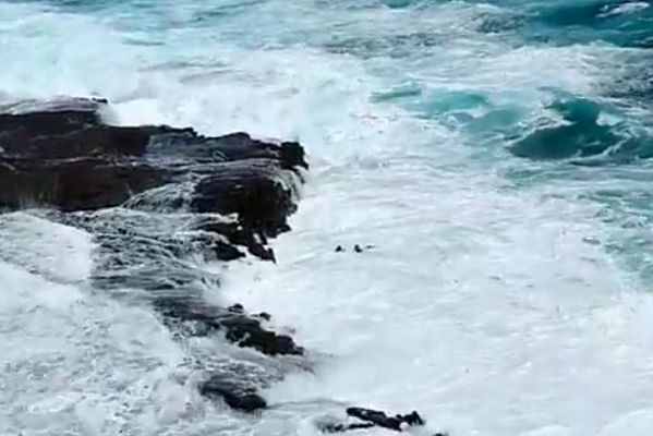 ハワイの海に落ちた夫婦を救出、荒波に飲まれそうになる映像が恐ろしい
