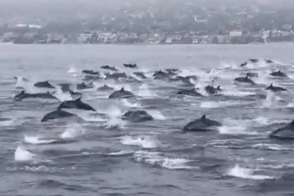 無数のイルカが沖合に出現、大きな群れが移動していく姿が壮観
