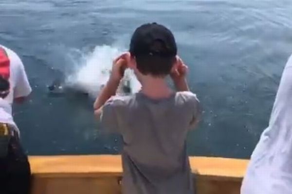 魚を釣り上げようとした瞬間、船の近くでホオジロザメがジャンプ【動画】