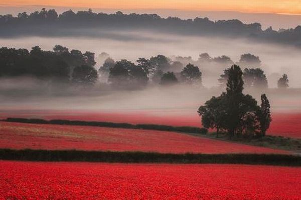 赤い絨毯のように広がるポピー畑、英で撮影された写真が美しい