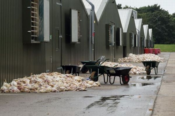 猛暑の影響か？イギリスの養鶏場で数千羽のニワトリが大量死
