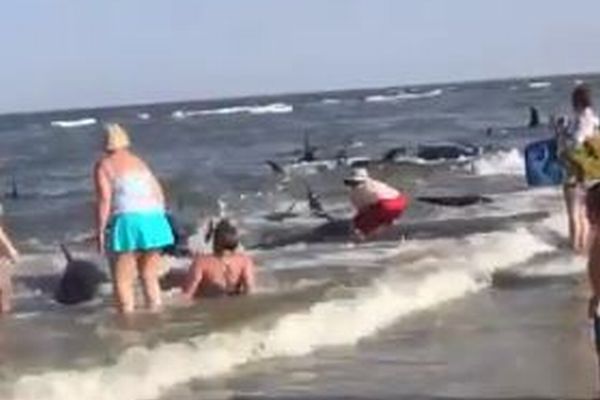 浜に打ち上げられた大量のクジラ、その多くを海水浴客が救う【動画】
