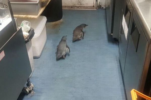 NZの寿司店にかわいい侵入者、2匹のペンギンが入り込み逮捕される
