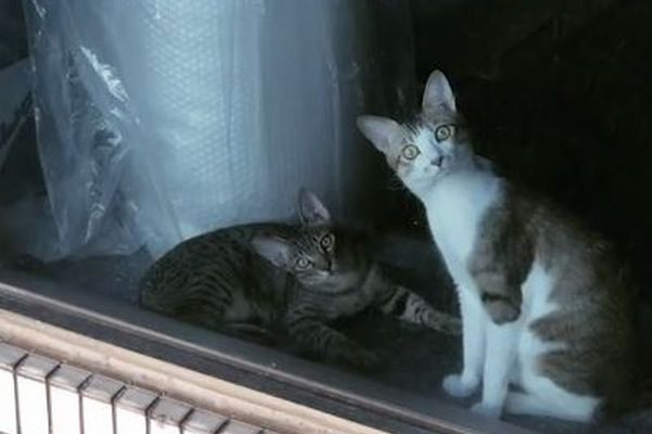 驚きすぎ？隣に引っ越してきたネコを見て、目を見開いたままの2匹がかわいい