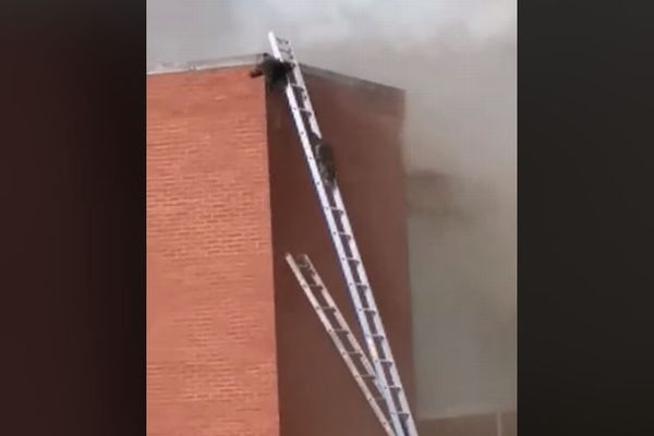 火災で屋根に取り残されたアライグマたち、消防士がかけた梯子で無事避難