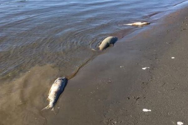 気候変動の影響か？アラスカの川で数百匹のサーモンが大量死