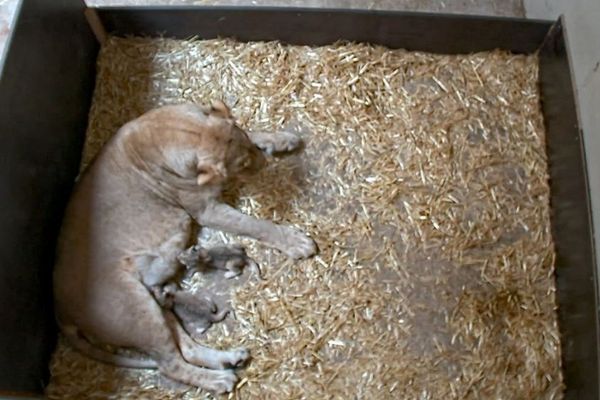 ショック！ドイツの動物園でライオンの母親が2匹の子供を食べてしまう