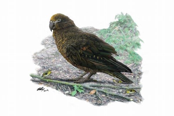 NZに巨大なオウムが住んでいた！背の高さが1mもある鳥の化石を発見