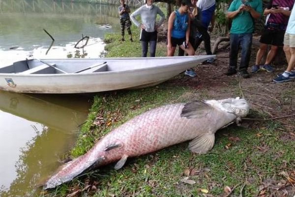 アマゾンに生息している巨大魚が、なぜかマレーシアの湖で発見される