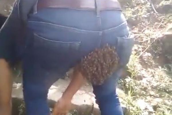 男性のお尻に多くのハチが群がった！インドで珍しい現象が撮影される