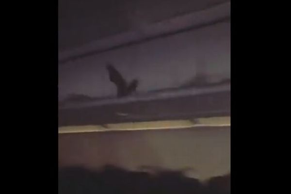 飛行中の機内で突然、コウモリが飛び回る！乗客もびっくり【動画】