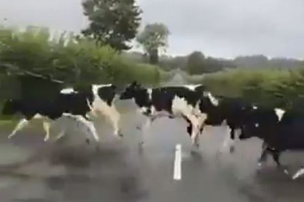 なぜ？牛たちが道路の白線を避けて、次々にジャンプして通り過ぎていく