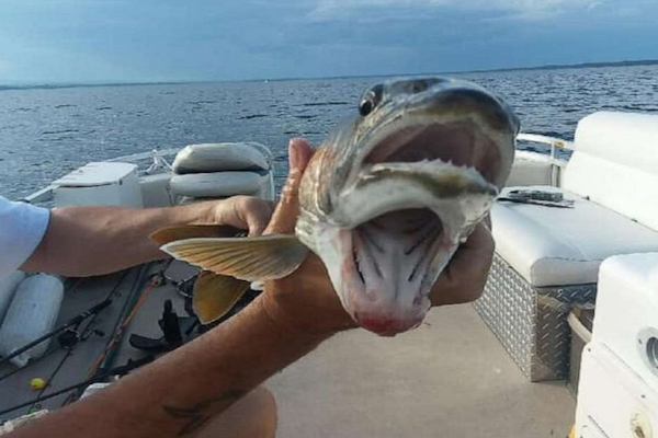 口が2つある怪魚、米国ニューヨーク州の女性が釣り上げる