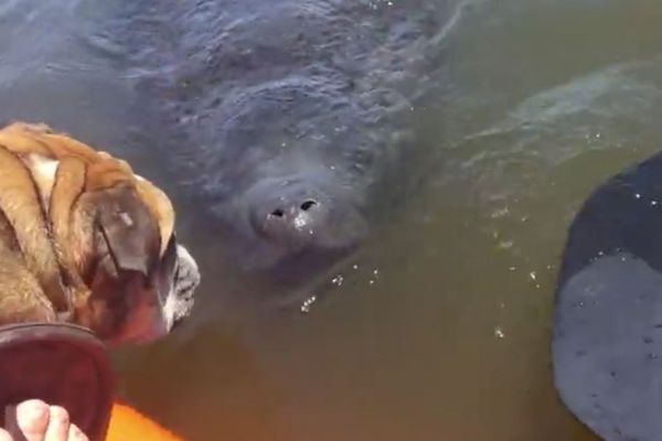 水面に突然、2つの鼻の穴、不思議な生物に興味を示すワンコの反応がユニーク