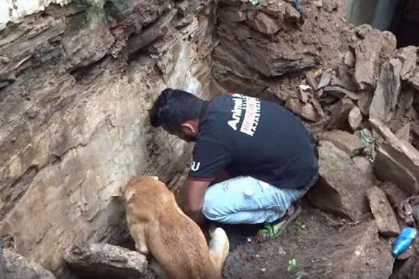 インドで崩壊した建物の下から奇跡的に子犬を救助、諦めない母犬の姿が感動的