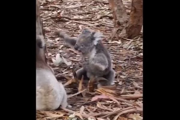 大人しいコアラが大喧嘩、激しくバトルする様子が意外すぎる【動画】