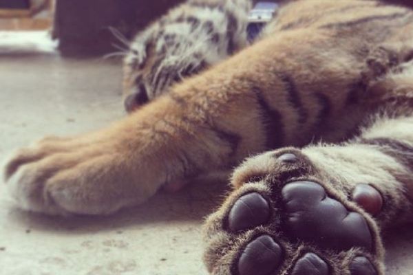 タイの寺院から保護されたトラ、近親交配のため免疫がなく86頭が死亡か
