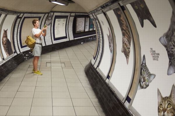 イギリスの地下鉄の広告が「ネコ」一色に変身、その理由とは？