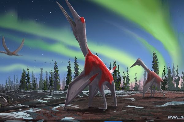 広げた翼の長さは10m、カナダで発見された翼竜が新種だと判明