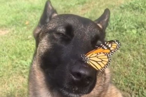 ワンコの鼻の上に蝶、偶然撮影された動画が可愛らしい