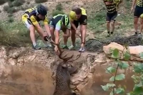 スペインのサイクリストが窮地に陥った鹿を目撃、協力して穴から救い出す
