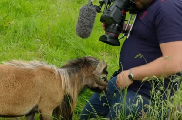 BBCの番組でハプニング、羊が股間に頭突きをし、カメラマンが悶絶