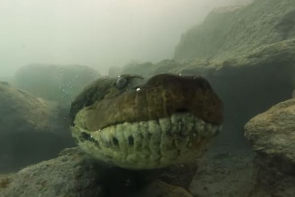 ブラジルで水中に潜む巨大アナコンダと遭遇、一部始終をカメラがとらえた