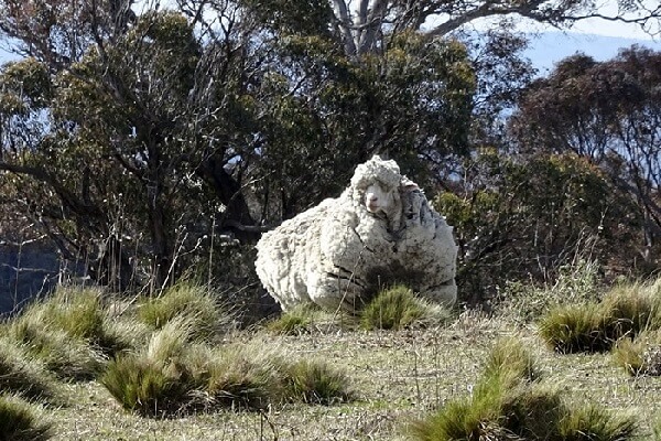 世界で最も“モフモフ”の羊、死亡していたことが明らかに