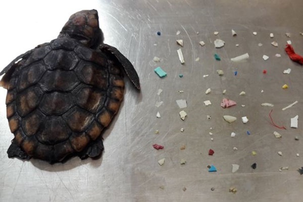 手のひらサイズのウミガメの腸から、104個ものプラスチック片が見つかる