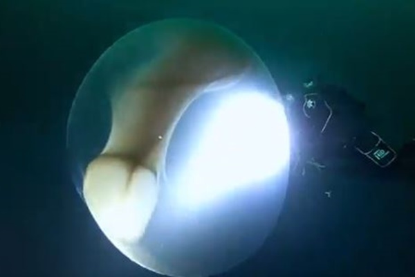 ノルウェー沖で巨大なイカの卵嚢を発見、ジェル状の内部に無数の卵を含む