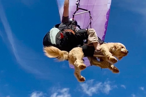 パラグライダーで悠々と空飛ぶ犬が可愛いと話題に【動画】