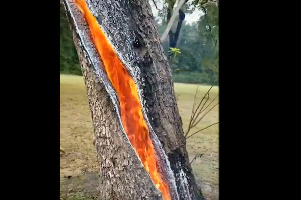 木が内側から燃えていく、異様な映像が美しい