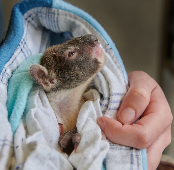 木から落ちたコアラの赤ちゃん、ギプスをつけて生き残る Switch News（スウィッチ・ニュース）