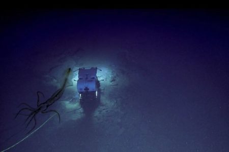 巨大なイカが潜水艇を追跡？深海で撮影された不気味な画像をNOAAが公開
