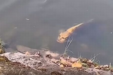 中国に「人面魚」現る！人間の顔にそっくりな鯉が話題に【動画】