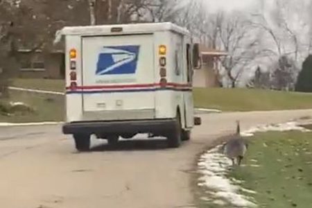 なぜ？郵便配達の車を追いかけ、ポストからポストに移動する七面鳥が面白い