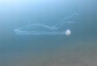 触手の長さが約5mもあるクラゲ、ダイバーがカタール沖で遭遇