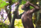 ドイツで発見された類人猿の化石が二足歩行の起源を物語る