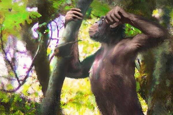 ドイツで発見された類人猿の化石が二足歩行の起源を物語る
