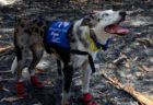 コアラの匂いを嗅ぎわけられる救助犬、豪の山林火災で奮闘中