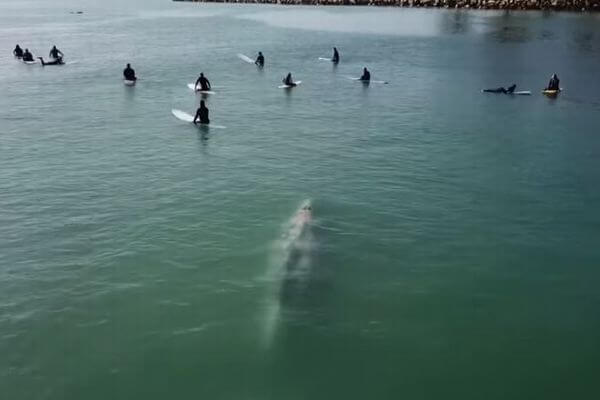 サーファーらに巨大なクジラが接近、密かに近づいていく映像を撮影
