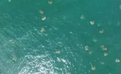 産卵のため集まってくる無数のウミガメ、ドローンで撮影した動画を公開