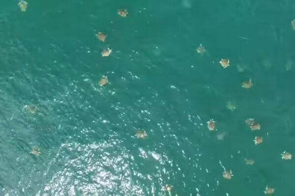 産卵のため集まってくる無数のウミガメ、ドローンで撮影した動画を公開