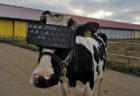 牛にVRゴーグルを装着、生産性アップを狙うロシアの真面目な取り組み