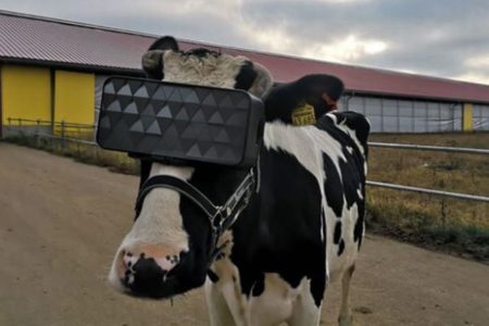 牛にVRゴーグルを装着、生産性アップを狙うロシアの真面目な取り組み