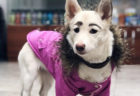 生まれながらの眉毛で貰い手がなかったロシアの犬、ついに里親に引き取られる