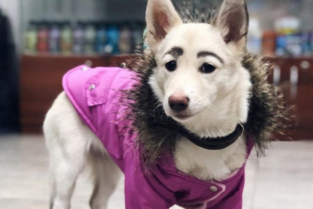 生まれながらの眉毛で貰い手がなかったロシアの犬、ついに里親に引き取られる